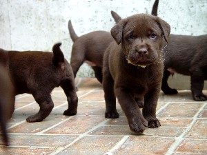 Chocolate Lab 7